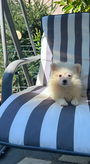 Pomeranian mini spitz - imagine 3