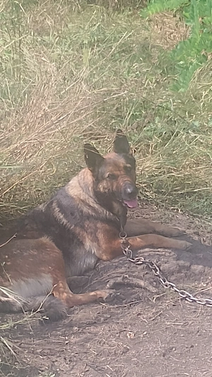 vand catea belgian malinois - imagine 3