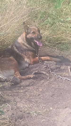 vand catea belgian malinois