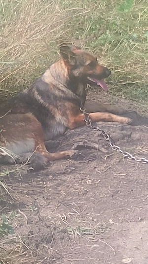 vand catea belgian malinois - imagine 2