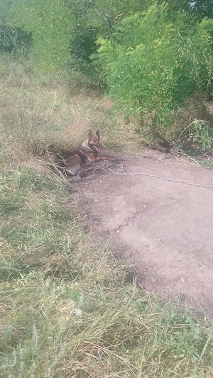 vand catea belgian malinois - imagine 5