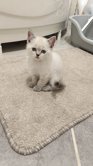 Puii de british shorthair 