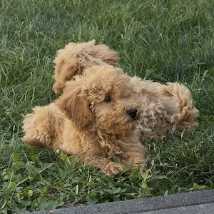 Pudel Poodle Caniche Toy Red Roscat Apricot 