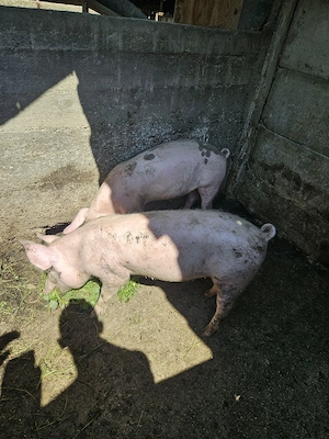 vand porci - imagine 2