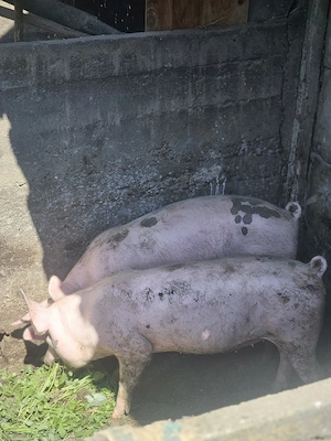 vand porci
