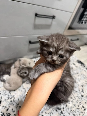 Fetițe British shorthair  - imagine 3