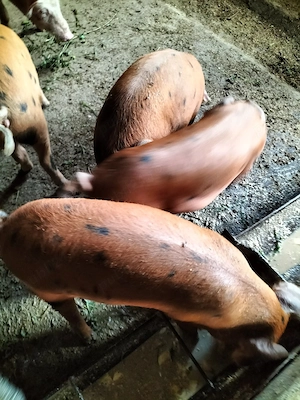 vand porci 