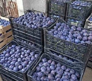 prune pentru țuică pălincă 