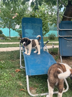 Catei saint bernand cu moscovit 