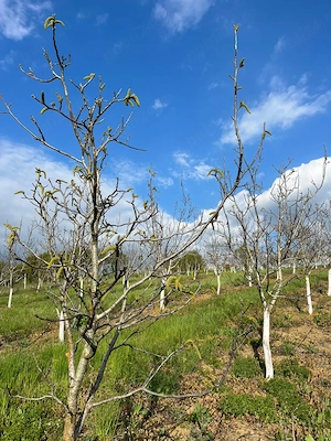 Livadă nuci matură, plantație intensivă, irigație + fântână, Sălaj - imagine 4