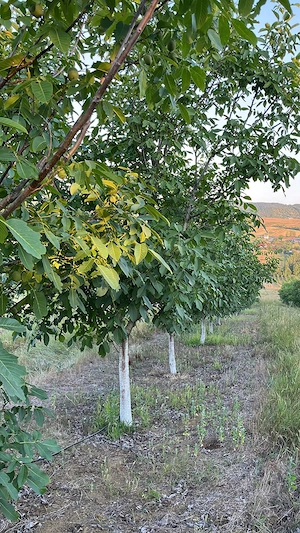 Livadă nuci matură, plantație intensivă, irigație + fântână, Sălaj - imagine 6