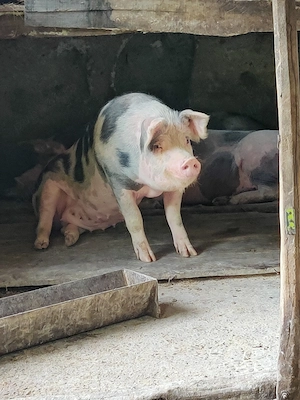 Porc pietrain 200 kg