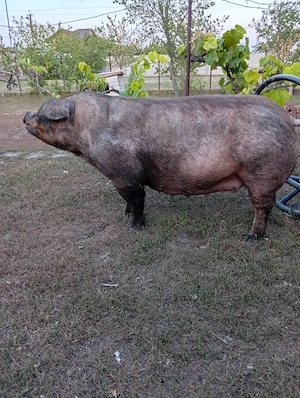 Scroafă Duroc  Pur montată.  - imagine 2