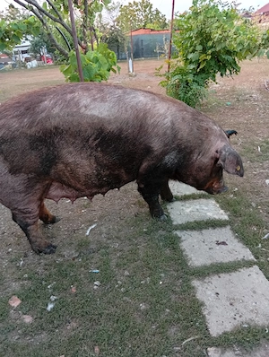 Scroafă Duroc  Pur montată.  - imagine 3