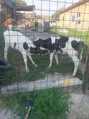 vând vitei intre 4/ 8 săptămânii prețul este între 2900 si 3390 roni - imagine 2