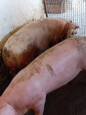 Porci mari si purcei de carne - imagine 2