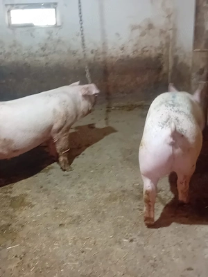 Porci mari si purcei de carne