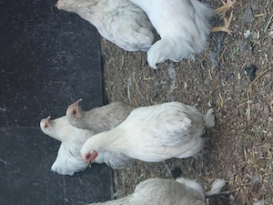 Vând familie 6+1 Cochinchina pitic 