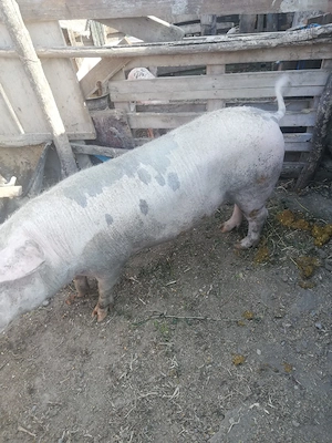 Porc de vinzare - imagine 2