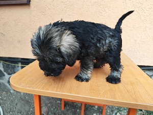 Pui de Schnauzer Pitic   gata să aducă bucurie în noua lor familie - imagine 2