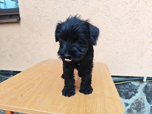 Pui de Schnauzer Pitic   gata să aducă bucurie în noua lor familie - imagine 5