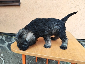 Pui de Schnauzer Pitic   gata să aducă bucurie în noua lor familie - imagine 3