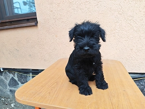 Pui de Schnauzer Pitic   gata să aducă bucurie în noua lor familie - imagine 4