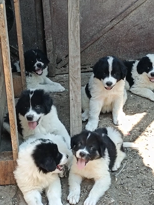 Ciobanesc de Bucovina