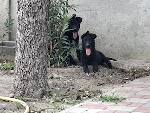Pui Ciobanesc German Negru Pedigree