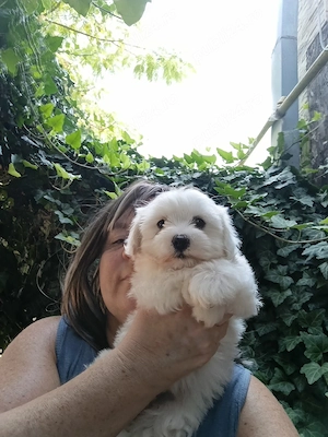  Bichon maltese alb