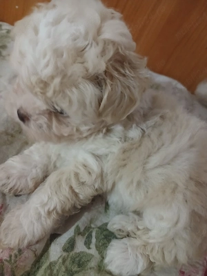Bichon de vanzare - imagine 4