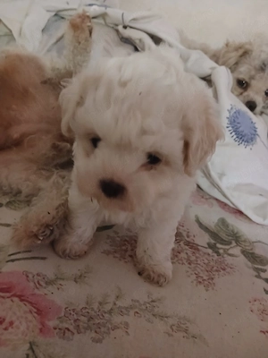 Bichon de vanzare - imagine 2