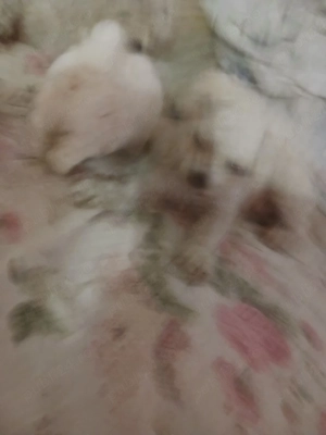 Bichon de vanzare - imagine 3
