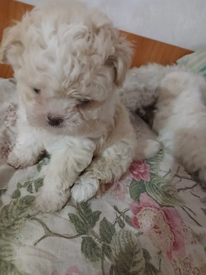 Bichon de vanzare - imagine 5