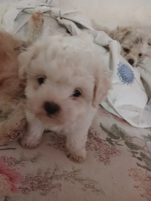 Bichon de vanzare