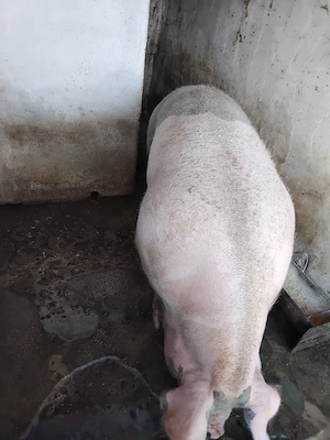 vând scroafă 400. kg - imagine 3