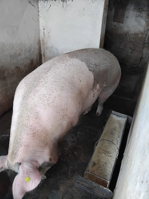 vând scroafă 400. kg