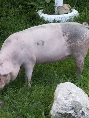 vănd porci