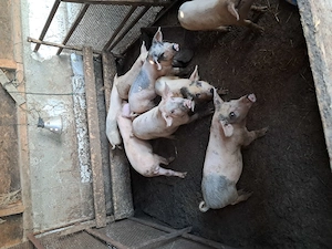 De vânzare purcei și porci - imagine 3