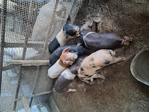 De vânzare purcei și porci - imagine 2