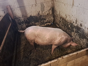 Scroafe gestante luna asta fată - imagine 3