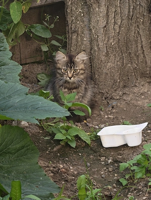  Donez 7 pisoi adorabili!   