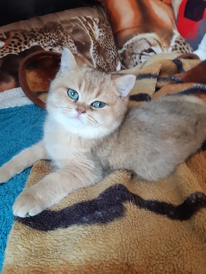 Vînd Motănel British Shorthair Golden ,pedigree