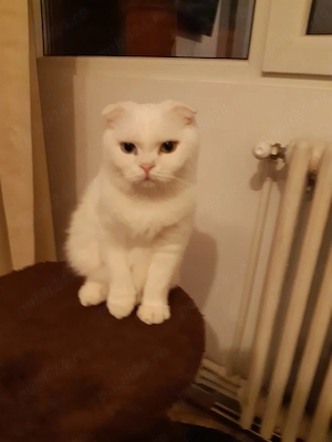 Vînd 2 pisici Scottish albă și Britișh Chinchilla Golden  - imagine 2
