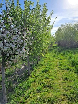  Proprietar   Gospodărie mare 5.600 mp, casă, livadă bogată, stupină și lac, com. Potlogi - imagine 7