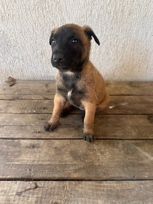 Vand pui de caine ciobanesc belgian malinois - imagine 2