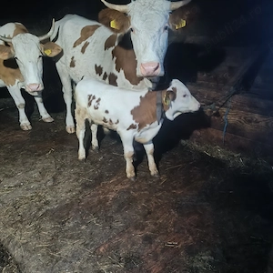 Vaca cu vițel de o luna jumate 