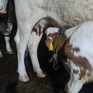 Vaca cu vițel de o luna jumate  - imagine 2