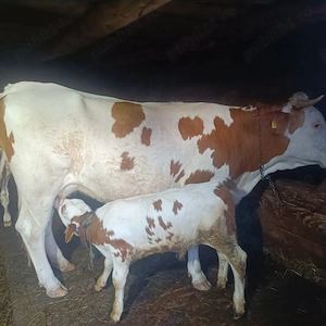 Vaca cu vițel de o luna jumate  - imagine 3