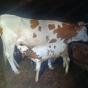 Vaca cu vițel de o luna jumate  - imagine 5